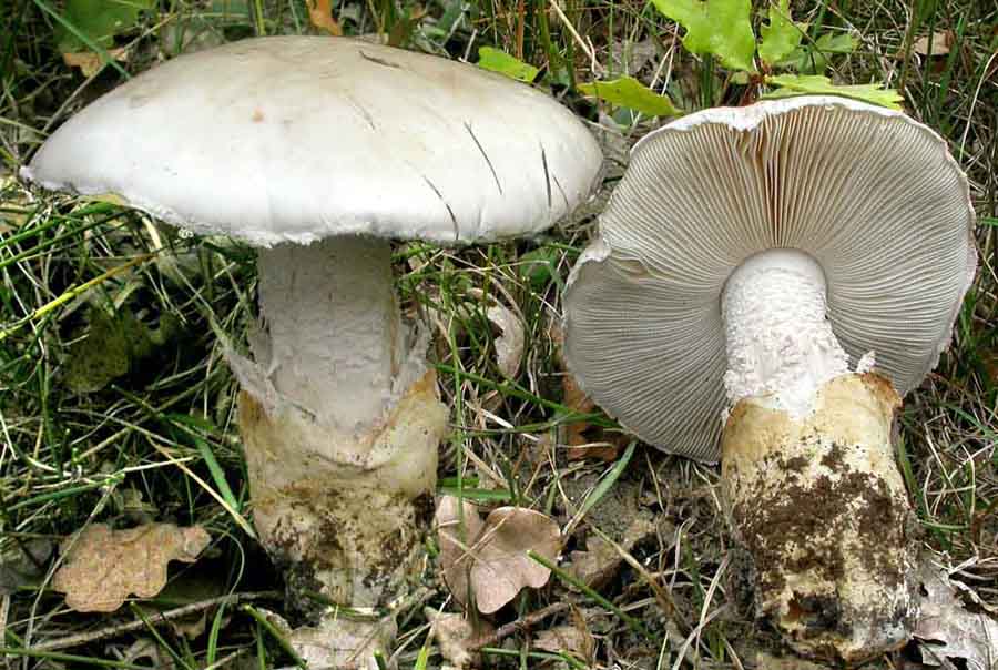Amanita proxima