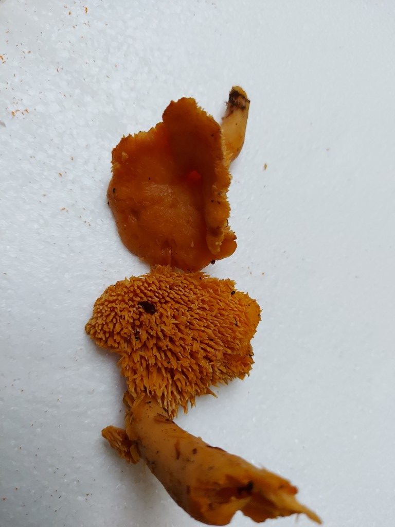Hydnum umbilicatum
