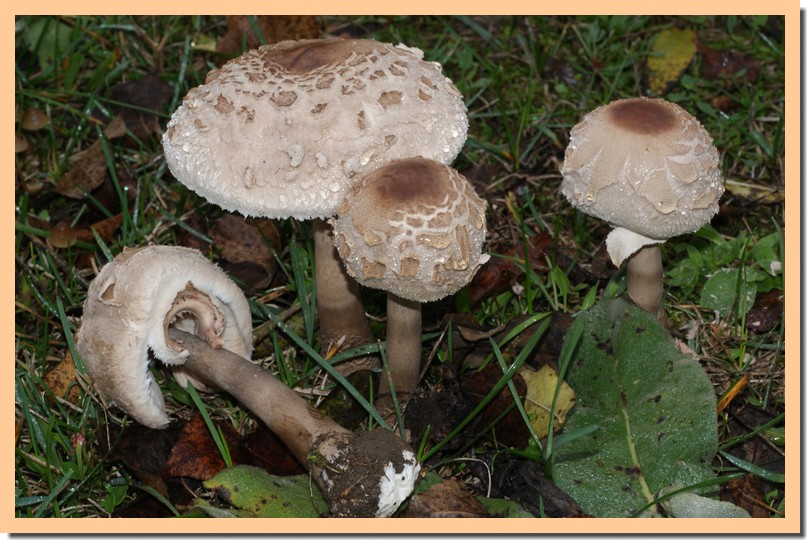 Macrolepiota fuliginosa