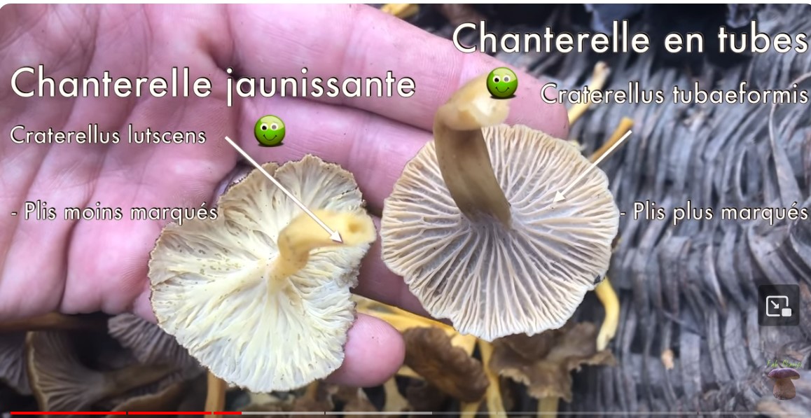 https://www.youtube.com/@fabchampi