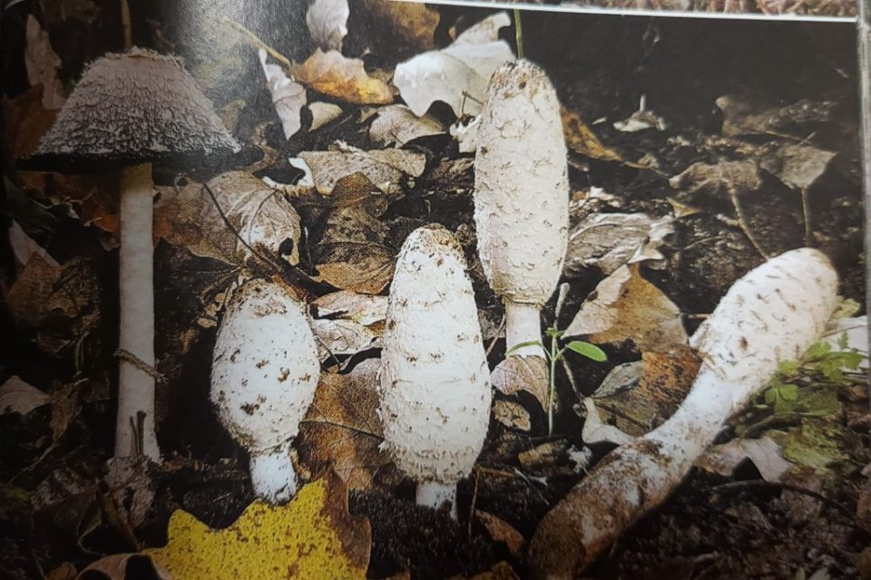 Photo: Le Guide des Champignons France et Europe - Guillaume Eyssartier, Pierre Roux