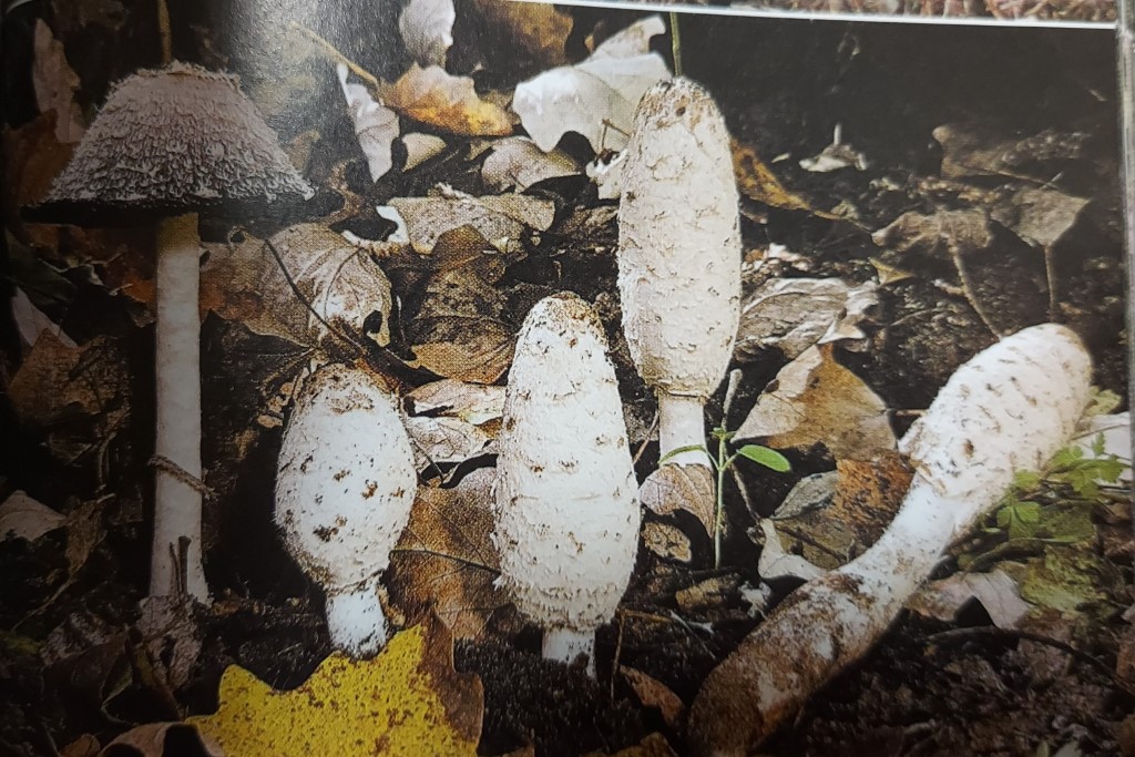 Coprinus levisticolens