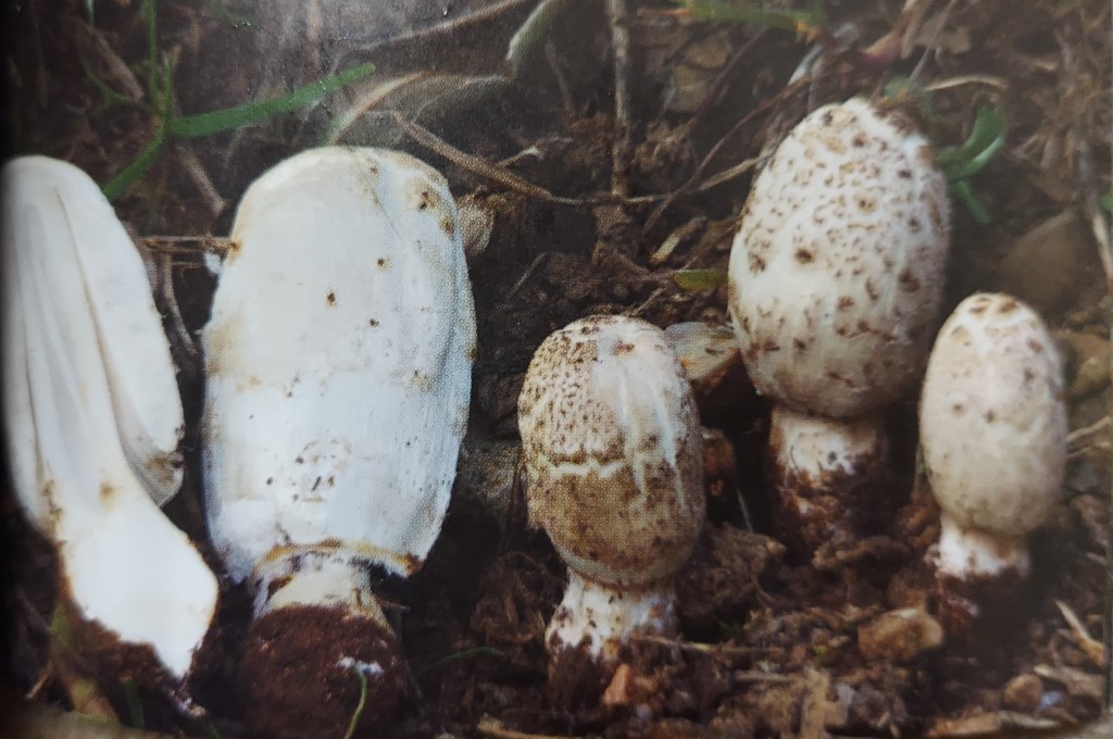 Coprinus spadiceisporus