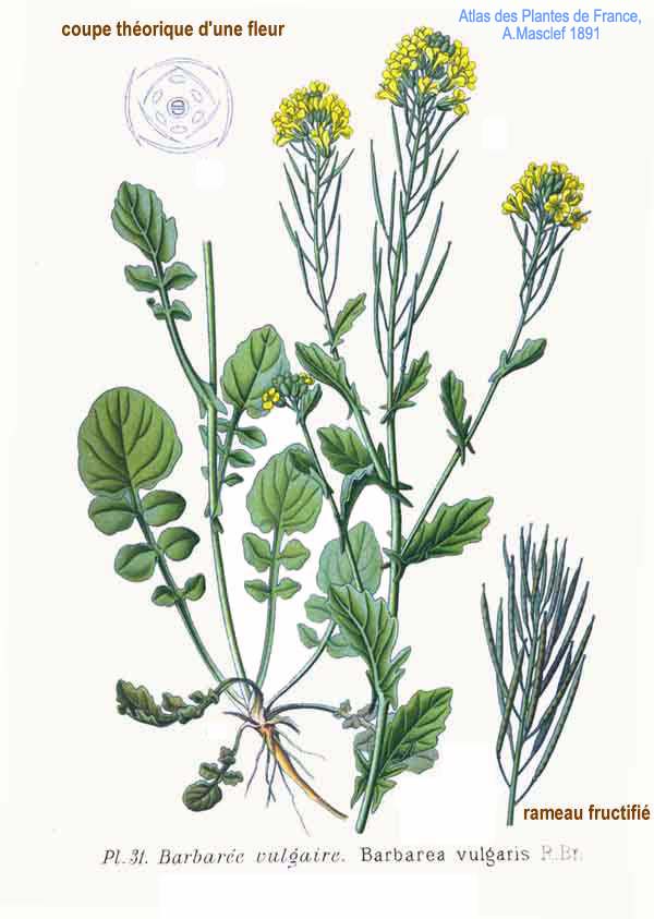 Barbarea vulgaris R. Br.