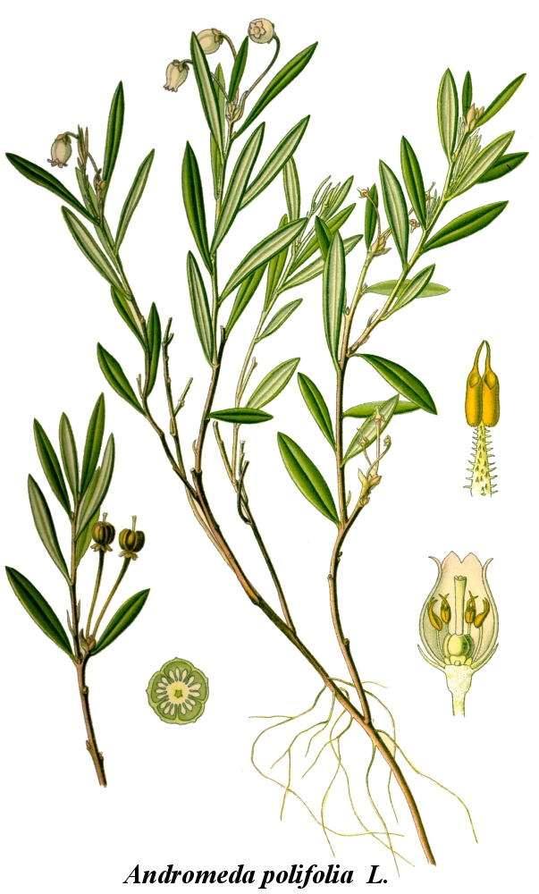 Andromeda polifolia L.