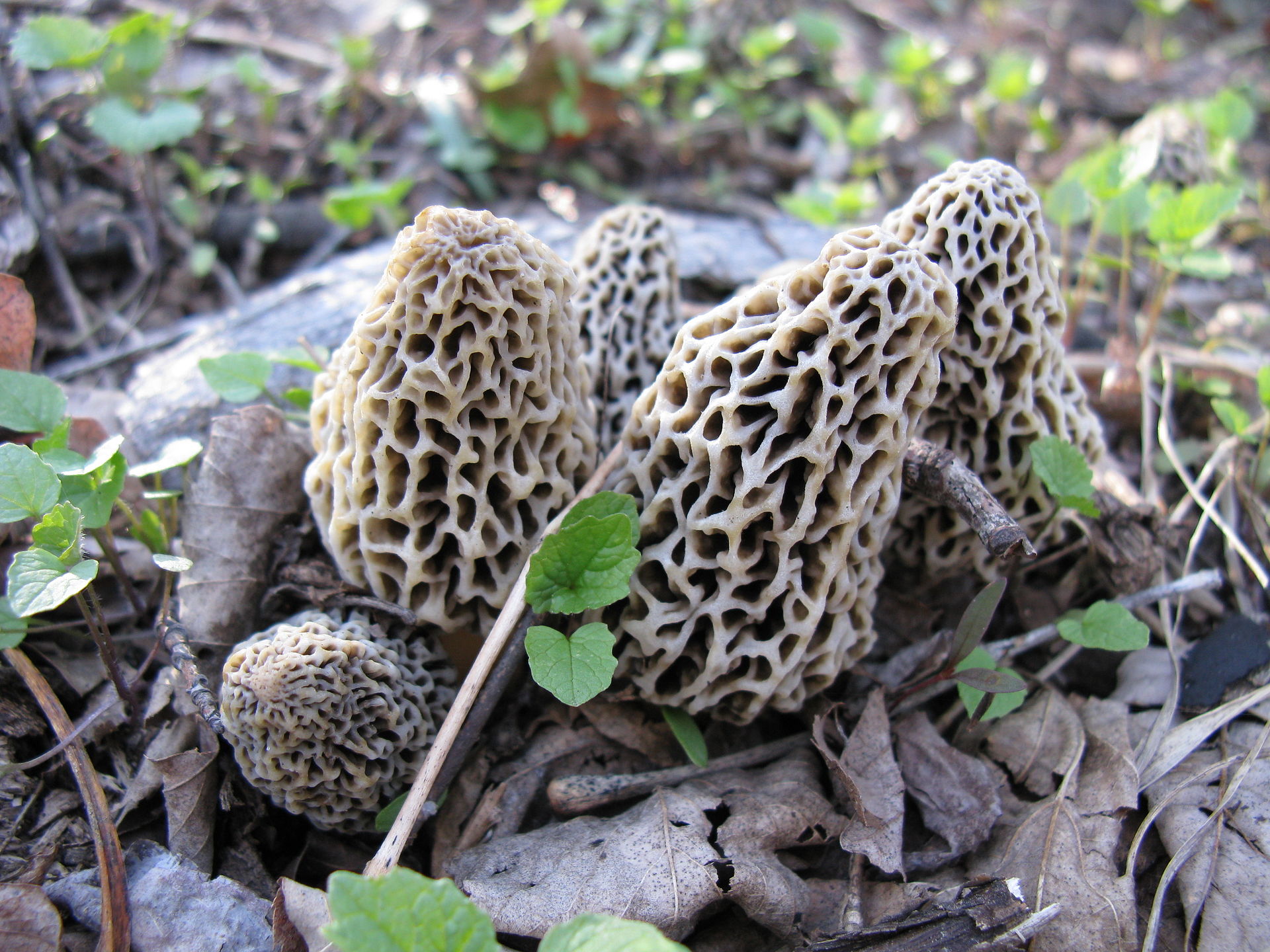 Morchella deliciosa Fries