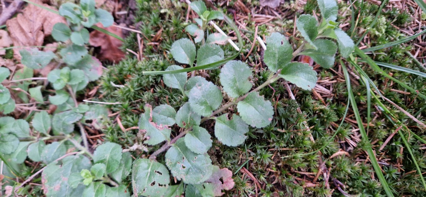 Veronica officinalis L.