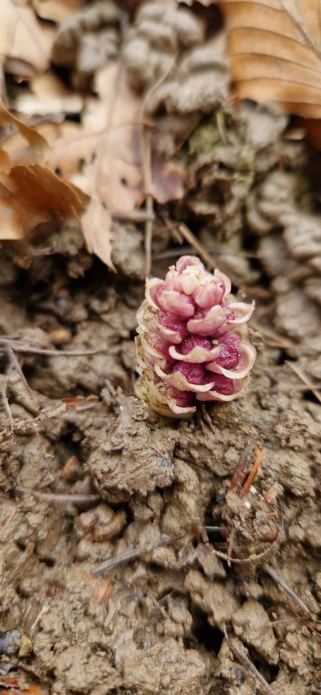 Lathraea squamaria L.