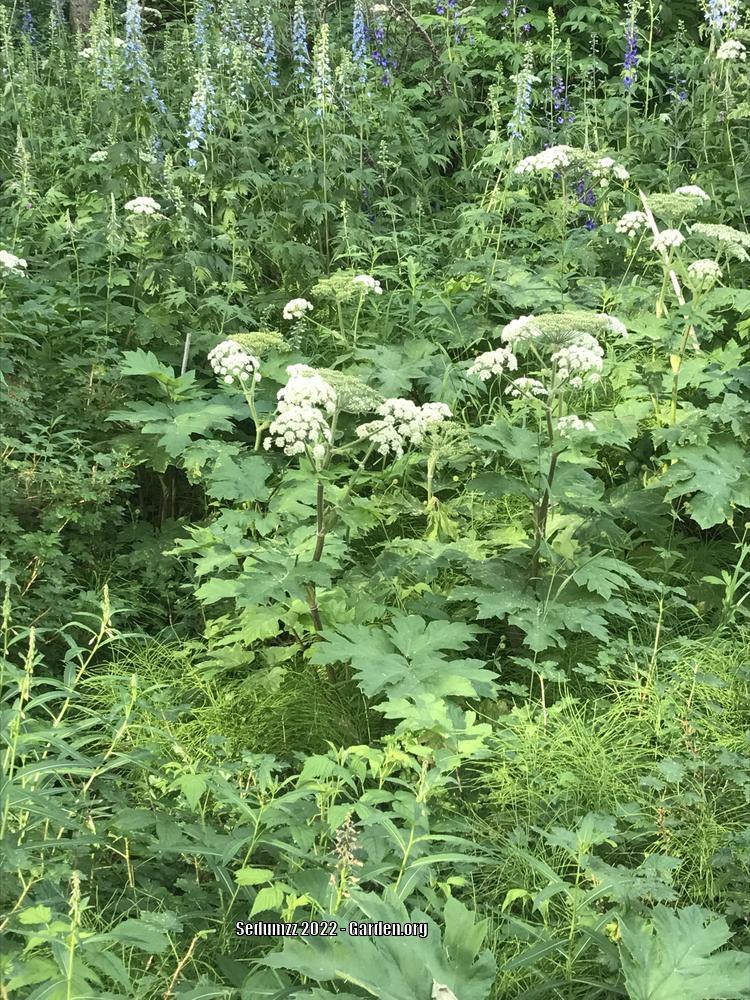 Heracleum sphondylium subsp. montanum