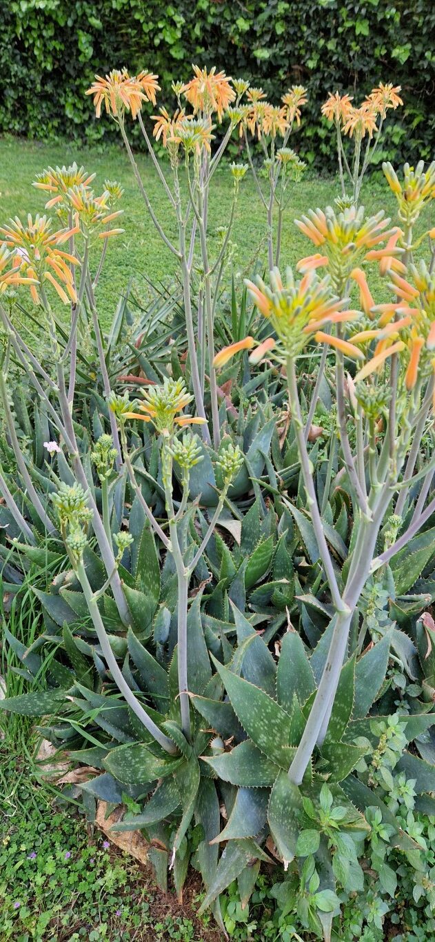 Aloe maculata