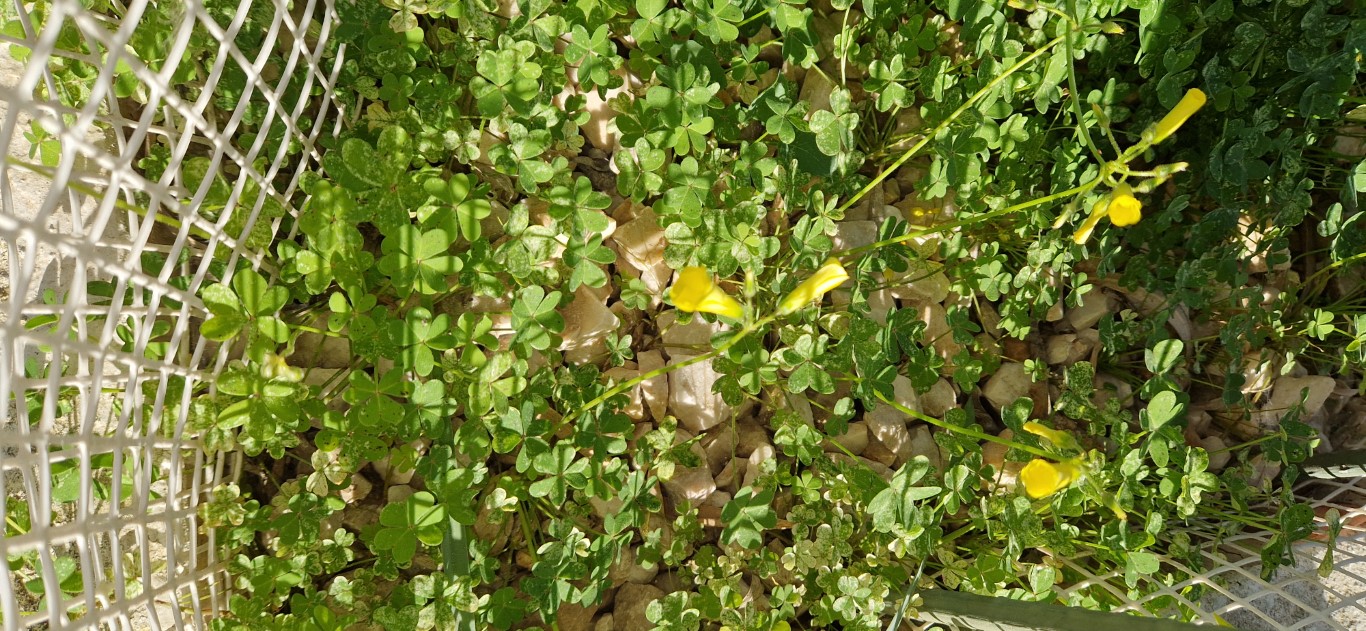 Oxalis pes-caprae