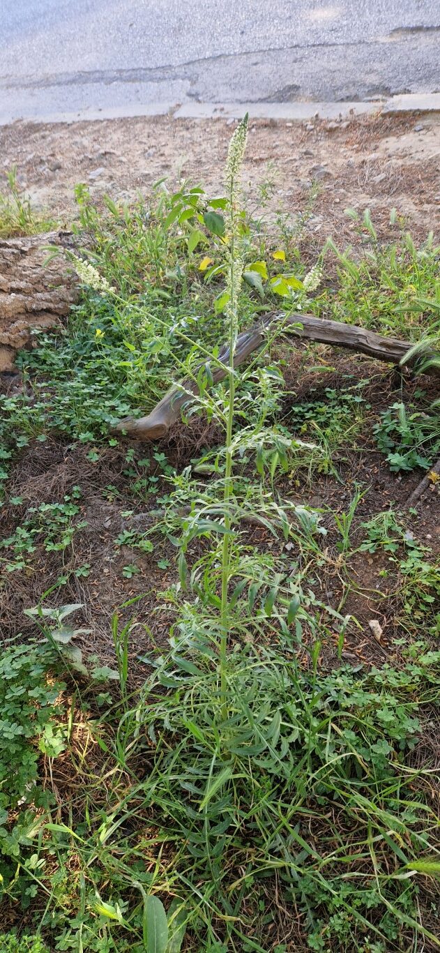 Reseda alba