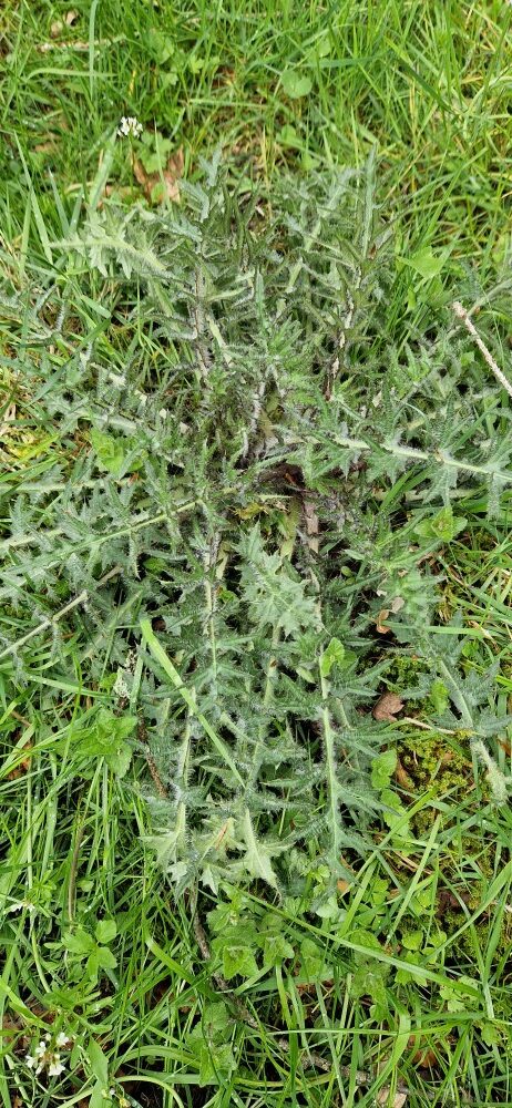 Cirsium palustre (L.) Scop.