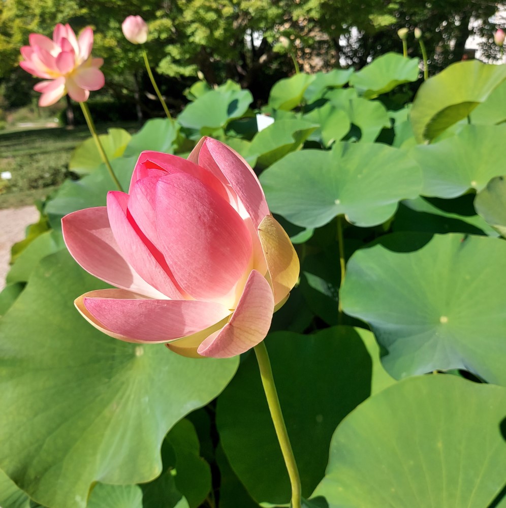 Nelumbo nucifera Gaertn.