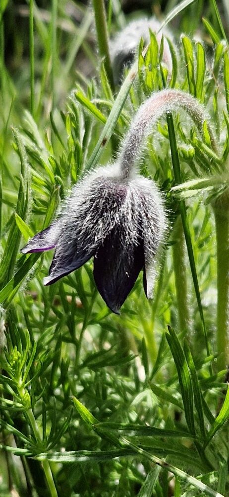 Pulsatilla montana (Hoppe) Rchb.