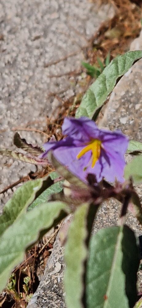 Solanum elaeagnifolium