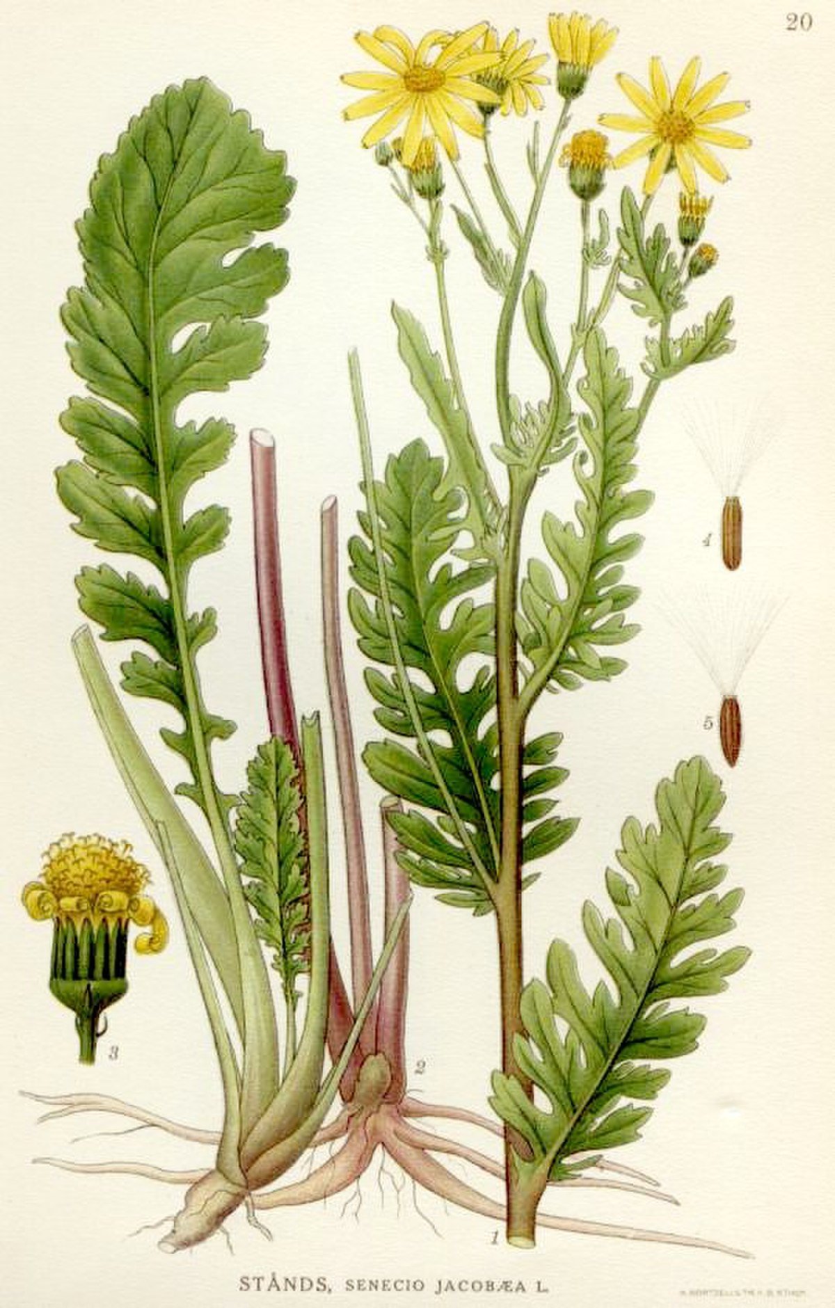 Senecio jacobaea L.