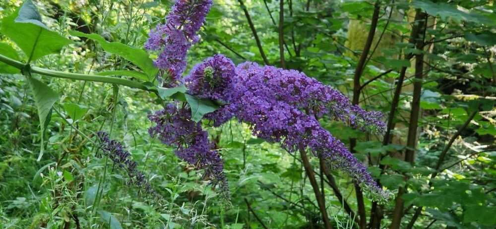 Buddleja davidii Franch.