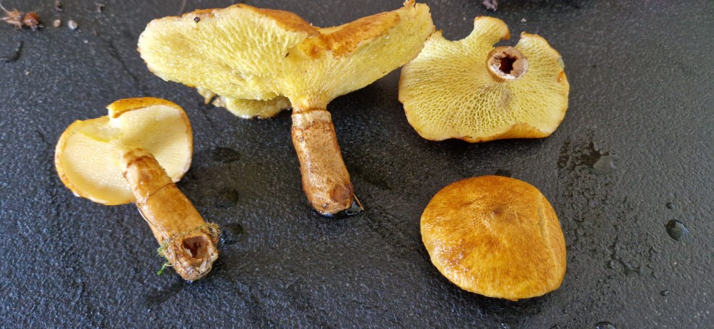 Suillus cavipes var. aureus
