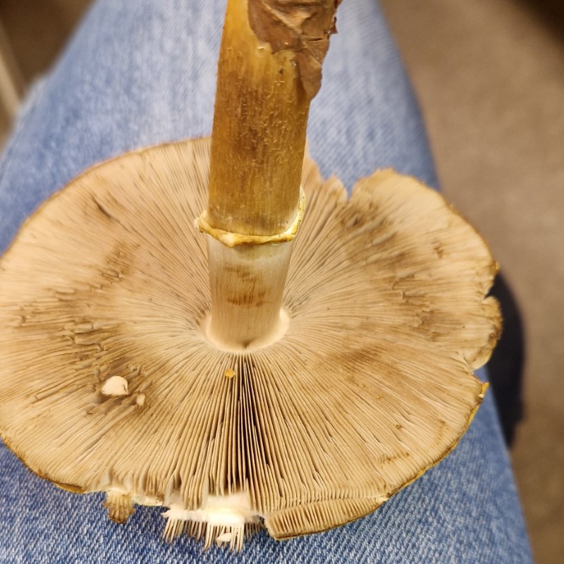 Agaricus silvicola
