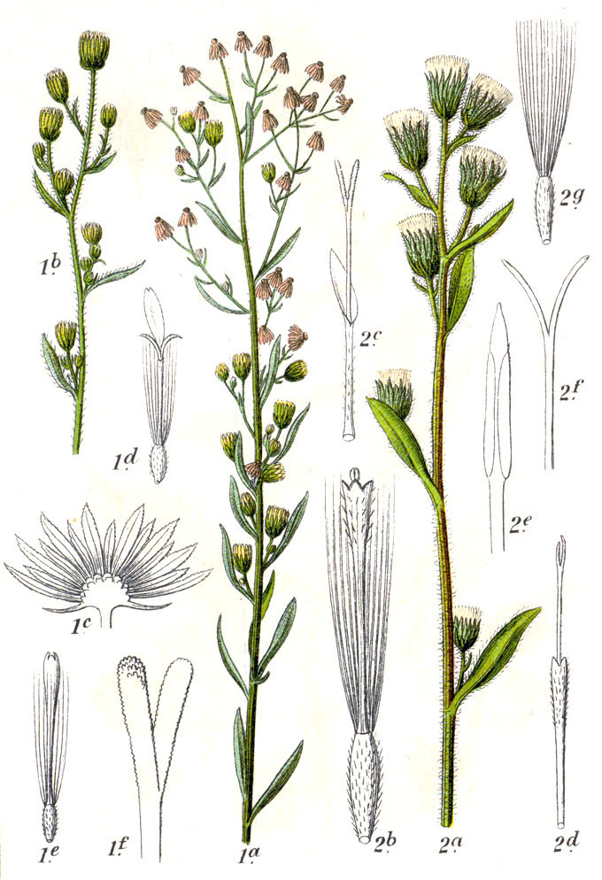 Conyza canadensis (L.) Cronquist