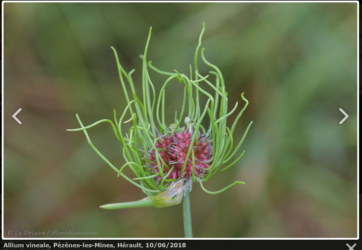 Allium vineale