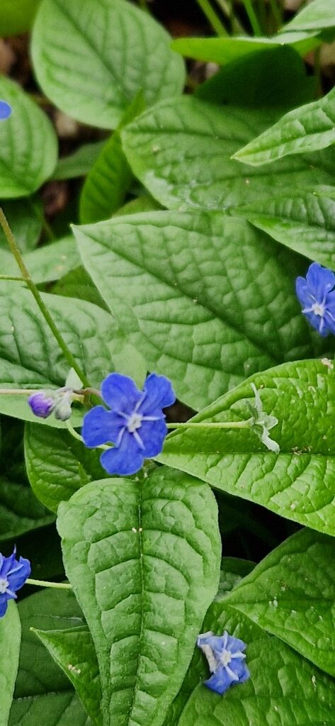 Omphalodes verna Moench