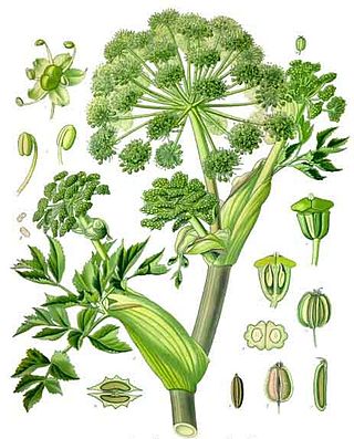 Angelica archangelica L.