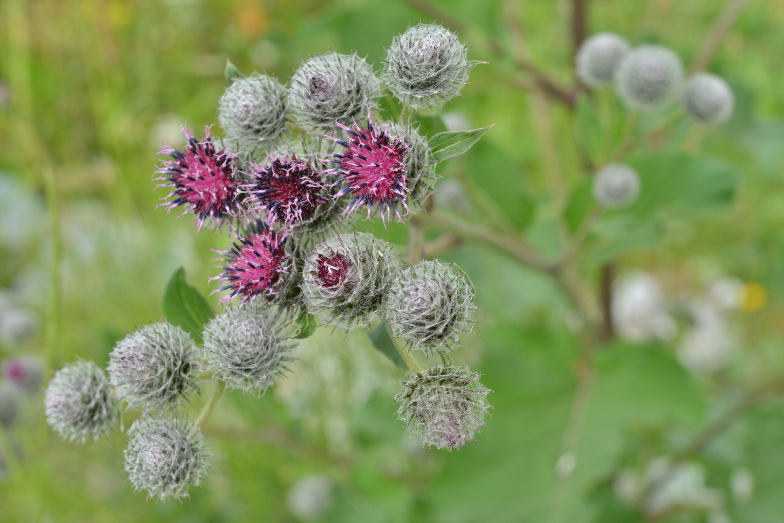 Arctium tomentosum Mill.