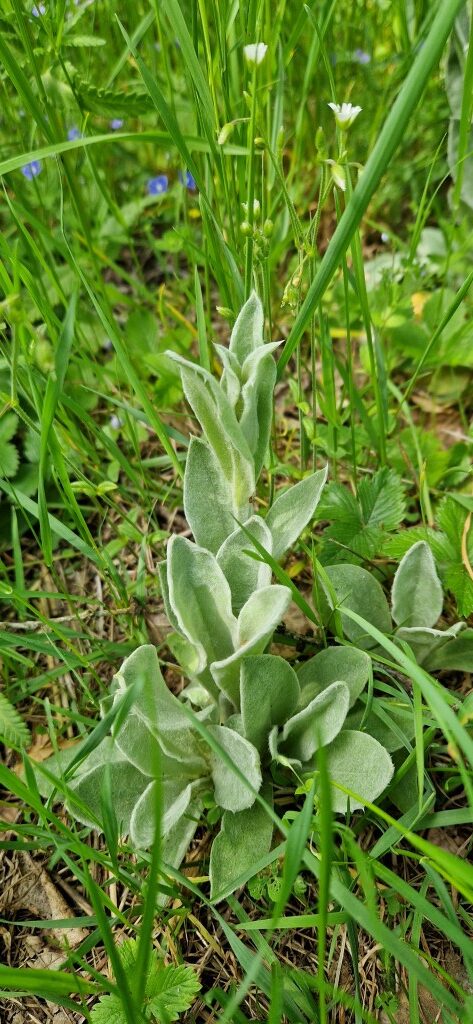 Silene coronaria (L.) Clairv.