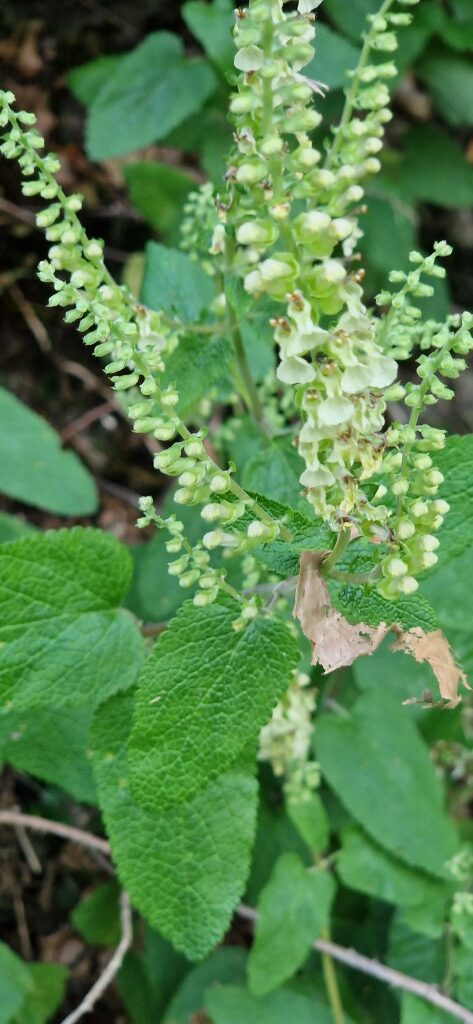 Teucrium scorodonia L.